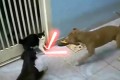 Video  DvdiV –  Animal ,  Epico Scontro tra un  Gatto e due Cani in Stile  Jedi