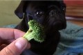 Video  DvdiV –  Animal ,  cosa Fa dare un  Broccolo a un Tenero  Cane
