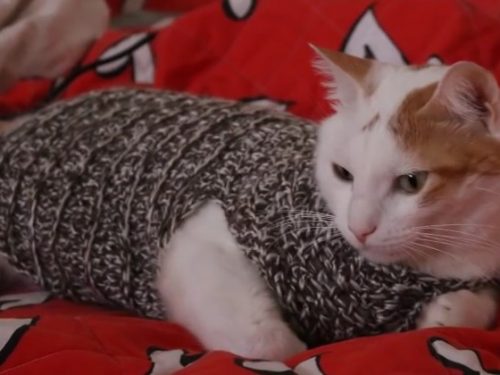 Video  DvdiV –  Uncinetto ,  come fare un Comodo  Maglioncino  per  Gatti
