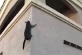 Video  DvdiV –  Animal ,  vediamo ora dei  Gatti  Acrobatici Incredibili