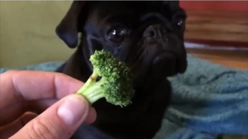 Food - Cosa non fanno dei Squisiti Broccoli a un Cane