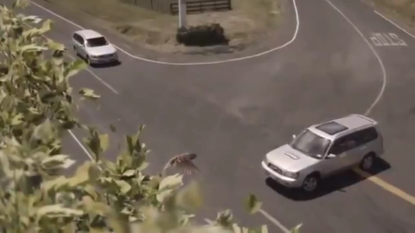 Nuova Zelanda - Incidenti Stradali