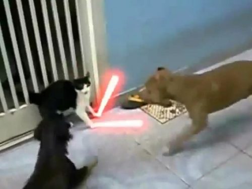 Video  DvdiV –  Animal ,  Epico Scontro tra un  Gatto e due Cani in Stile  Jedi