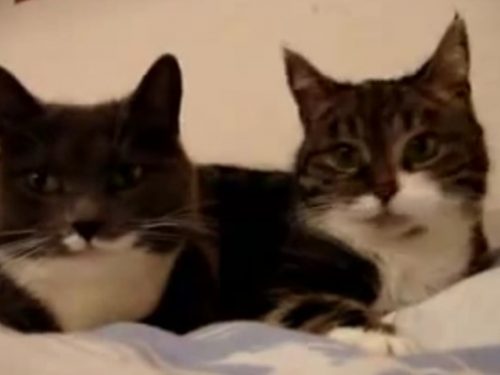Video  DvdiV –  Animal ,  Conversazione molto  Particolare tra due  Gatti
